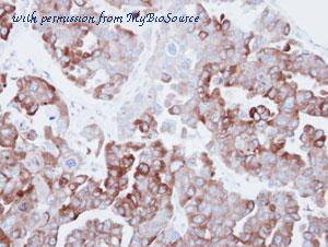 MyBioSource MBS9404421 image 2