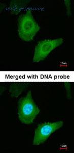 MyBioSource MBS9404421 image 3