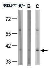 MyBioSource MBS9404607 image 1