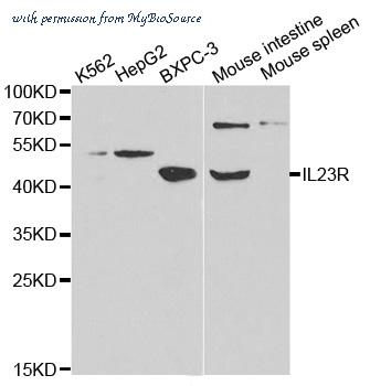 MyBioSource MBS9404638 image 1