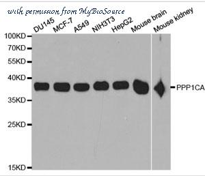 MyBioSource MBS9404690 image 1