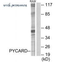MyBioSource MBS9404874 image 1