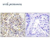 MyBioSource MBS9404874 image 2