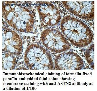 MyBioSource MBS9404890 image 1