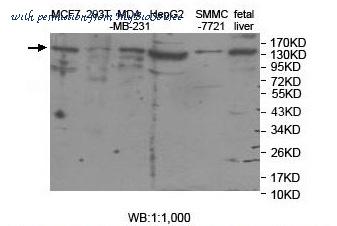 MyBioSource MBS9404890 image 2