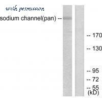 MyBioSource MBS9405344 image 1