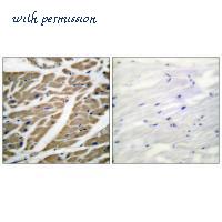 MyBioSource MBS9405344 image 2