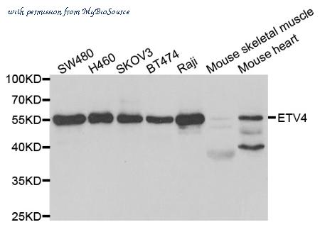 MyBioSource MBS9405735 image 1