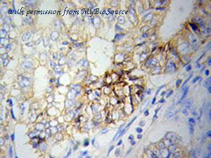 MyBioSource MBS9406172 image 2
