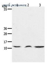 MyBioSource MBS9406208 image 1