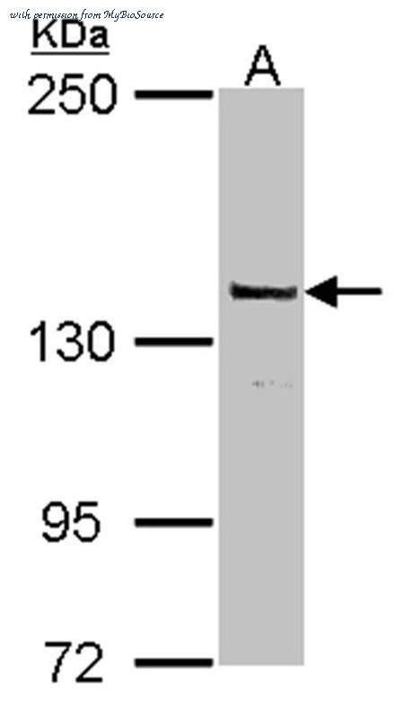 MyBioSource MBS9406234 image 1