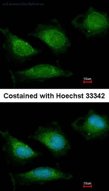MyBioSource MBS9406234 image 3