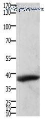 MyBioSource MBS9406393 image 1