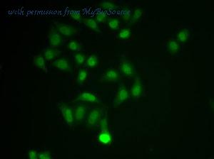 MyBioSource MBS9406559 image 2