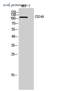 MyBioSource MBS9406641 image 1