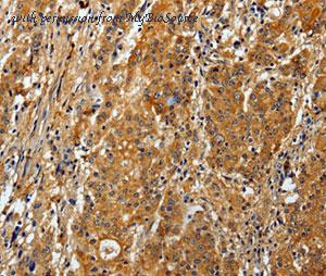 MyBioSource MBS9406770 image 1
