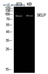 MyBioSource MBS9407197 image 2