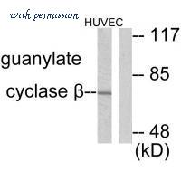 MyBioSource MBS9407443 image 1