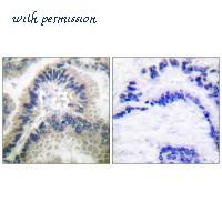 MyBioSource MBS9407443 image 2