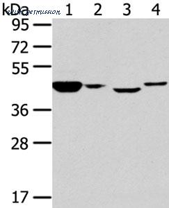 MyBioSource MBS9407527 image 1