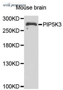 MyBioSource MBS9407908 image 1