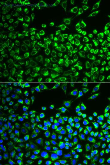 MyBioSource MBS9407979 image 2