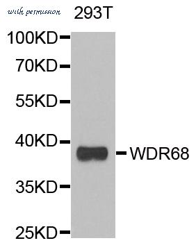 MyBioSource MBS9408189 image 1