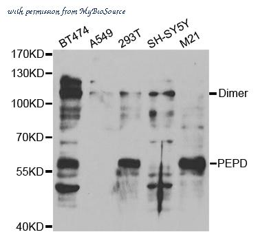 MyBioSource MBS9408303 image 1