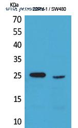 MyBioSource MBS9408371 image 1