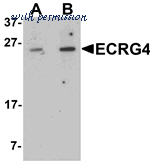MyBioSource MBS9408781 image 1