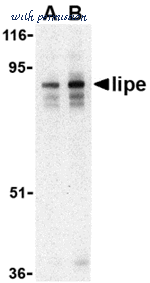 MyBioSource MBS9408847 image 1