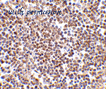 MyBioSource MBS9408847 image 2