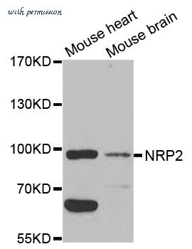 MyBioSource MBS9409047 image 1