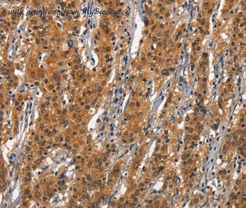 MyBioSource MBS9409179 image 1