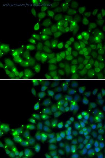 MyBioSource MBS9409314 image 2
