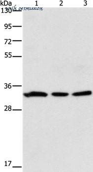 MyBioSource MBS9409613 image 1