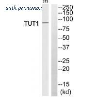 MyBioSource MBS9409644 image 1