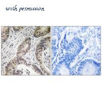 MyBioSource MBS9409644 image 2