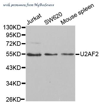 MyBioSource MBS9410392 image 1