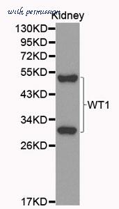 MyBioSource MBS9410783 image 1