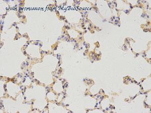 MyBioSource MBS9410783 image 2