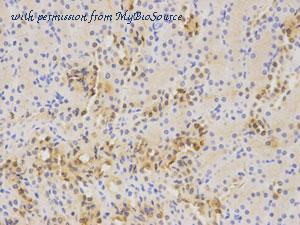 MyBioSource MBS9410783 image 3