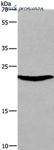 MyBioSource MBS9411352 image 1