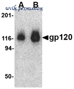 MyBioSource MBS9411464 image 1