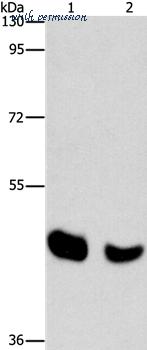 MyBioSource MBS9411615 image 1
