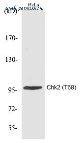 MyBioSource MBS9412360 image 1