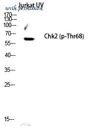 MyBioSource MBS9412360 image 2