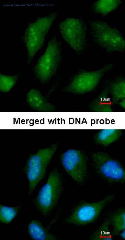 MyBioSource MBS9412522 image 3
