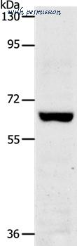 MyBioSource MBS9412543 image 1