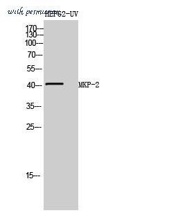 MyBioSource MBS9412670 image 1